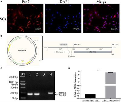 Effects and Molecular Mechanism of Single-Nucleotide Polymorphisms of MEG3 on Porcine Skeletal Muscle Development